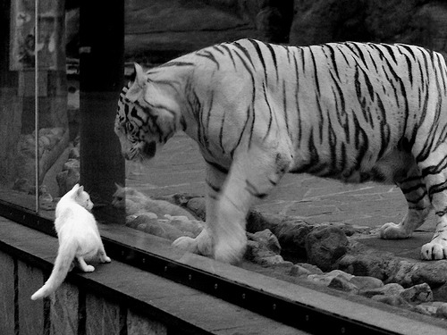 格列兹曼一剑封喉，阿森纳提前终结悬念送那不勒斯出局